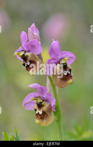 L'Orchidée mouche : Ophrys tenthredinifera. Picos de Europa, Espagne Banque D'Images