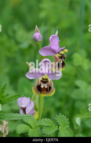 L'Orchidée mouche : Ophrys tenthredinifera. Picos de Europa, Espagne Banque D'Images