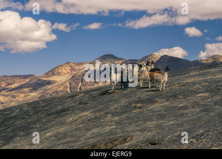 Troupeau de lamas sauvages d'altitude dans les montagnes des Andes en Bolivie, Choro trek Banque D'Images