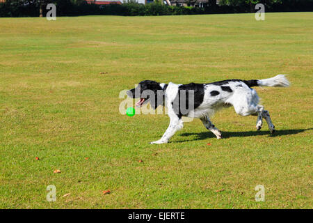 Un adulte Noir et Blanc English Springer Spaniel chien jouant avec une balle passant de sa bouche dans un parc. En Angleterre, Royaume-Uni, Angleterre Banque D'Images