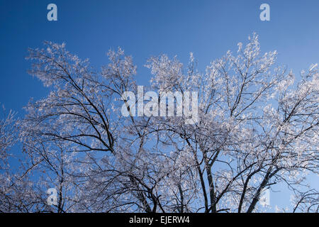Les branches d'arbres couverts de glace Banque D'Images