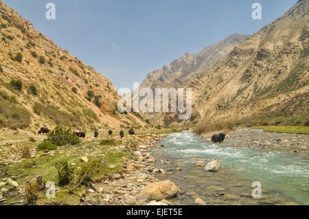 Les yacks par la rivière dans la vallée pittoresque dans les montagnes de l'Himalaya au Népal Banque D'Images