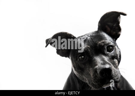 Pit-Bull Terrier Noir Portrait de chien mélange Fond blanc Banque D'Images
