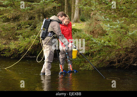 Westcounty Rivers Trust electro la pêche sur l'east river dart à Bellever à pont, Dartmoor National Park Devon, Angleterre Banque D'Images