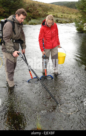 Westcounty Rivers Trust electro la pêche sur l'east river dart à Bellever à pont, Dartmoor National Park Devon Englan Banque D'Images