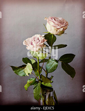 Rose Rose romantique deux avec filtre vintage désaturé Banque D'Images
