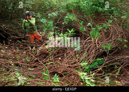 Sur la compensation des rhododendrons Avon River au nord de South Brent , Banque D'Images