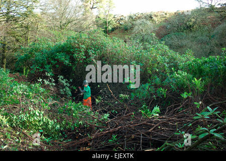 Sur la compensation des rhododendrons Avon River au nord de South Brent , Parc National de Dartmoor Devon, Angleterre Banque D'Images