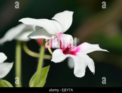 Sanguisorba 'Baron Schroder' Orchid hybride de Sanguisorba regnieri x Sanguisorba vestita Banque D'Images