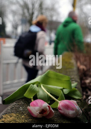 Haltern, Allemagne. Mar 25, 2015. Les fleurs sont portées près de l'école secondaire Joseph-Koenig pour pleurer les victimes de l'avion écrasé de Germanwings à Haltern, dans l'ouest de l'Allemagne, le 25 mars 2015. Seize enfants de l'école et deux enseignants ont été parmi les 150 victimes qui sont morts dans l'accident d'avion Germanwings dans les alpes françaises sur le chemin de Barcelone à Düsseldorf. Credit : Luo Huanhuan/Xinhua/Alamy Live News Banque D'Images