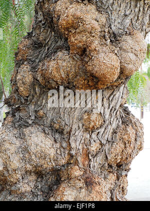 Des loupes sur Californie Pepper Tree Banque D'Images