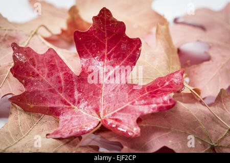 La beauté de l'automne en une feuille d'érable rouge Banque D'Images