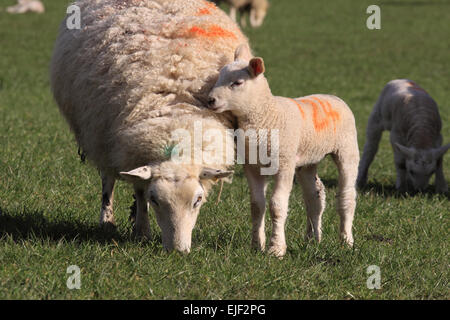 Powys, Pays de Galles, Royaume-Uni, mars 2015. Un nuzzles agneau du printemps jusqu'à sa mère brebis dans un champ d'herbe dans les régions rurales du pays de Galles Powys. Banque D'Images