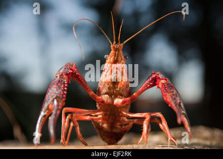 Portrait de procambarus clarkii, espèce d'écrevisses d'eau douce originaire du sud-est des États-Unis. Espèces envahissantes Banque D'Images