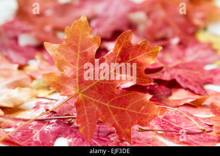 La beauté de l'automne en une feuille d'érable rouge Banque D'Images