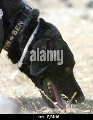 Ben, un chien de mine, et son maître, de l'armée américaine la FPC. Thomas Martin, libérer la voie à la simulation d'un soldat blessé lors d'un exercice d'entraînement à l'aérodrome de Bagram, en Afghanistan, le 14 septembre 2007. Ben et Martin sont à partir de 49e avec le chien de mine. Detchment Le Sgt. Jim se fanent Banque D'Images