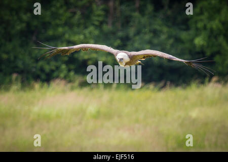 Le vautour fauve (Gyps fulvus) volant au-dessus d'un champ, de voir clairement l'envergure de géant cet énorme oiseau de proie. Banque D'Images