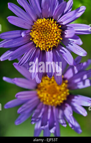 Aster des Alpes (Aster alpinus) en fleurs dans les Alpes en été Banque D'Images