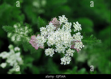 / Baldmoney Spignel / meu (Meum athamanticum) en fleurs Banque D'Images