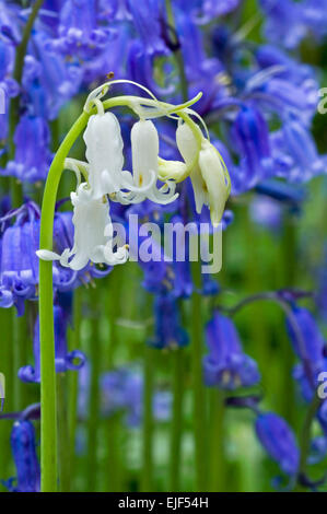 Bluebells (Scilla non-scripta / Cyprus / nonscriptus Hyacinthoides non-scripta) forme blanche parmi les fleurs bleues Banque D'Images