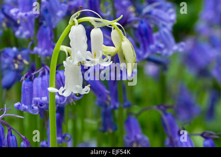 Bluebells (Scilla non-scripta / Cyprus / nonscriptus Hyacinthoides non-scripta) forme blanche parmi les fleurs bleues Banque D'Images