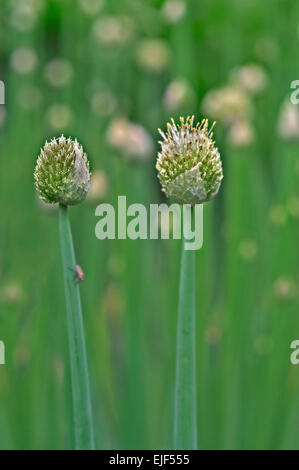 Welsh onion / groupement japonais l'oignon (Allium fistulosum) Banque D'Images