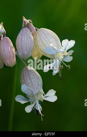 Vessie (Silene vulgaris) en fleurs Banque D'Images