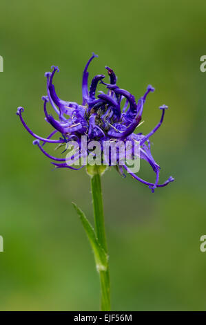 À TÊTE RONDE rampion / Fierté de Sussex (Phyteuma orbiculare) en fleurs Banque D'Images