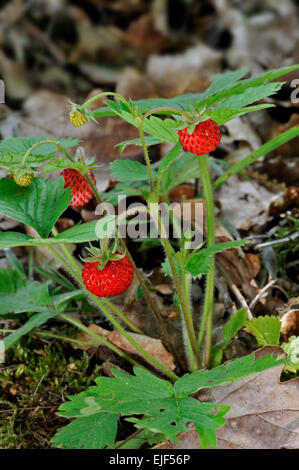 Fraise des bois / Les fraises (Fragaria vesca) en forêt Banque D'Images