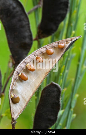 Balai commune / le genêt à balai (Cytisus scoparius / Sarothamnus scoparius) à l'intérieur de gousse montrant seeds Banque D'Images