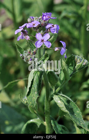 Sweet rocket / Dame's rocket / violet / damas dames-millepertuis (Hesperis matronalis) en fleurs Banque D'Images