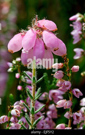 Les feuilles de bruyère (Erica tetralix) entre bruyère commune / ling (Calluna vulgaris) en fleurs Banque D'Images