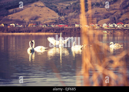 Cygnes sur l'eau du lac bleu à sunny day Banque D'Images