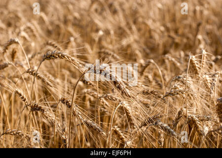 Golden Ears et champ de blé prêt à être récolté. Selective focus Banque D'Images