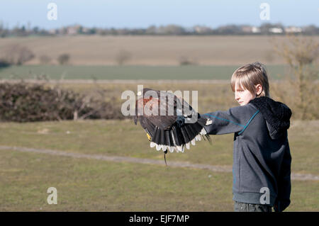 Jeune garçon avec faucon lanier (Falco biarmicus) sur les fauconniers glove Banque D'Images