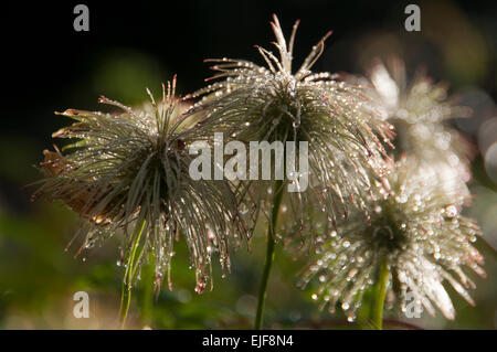 Old Man's Beard (clematis vitalba) Banque D'Images