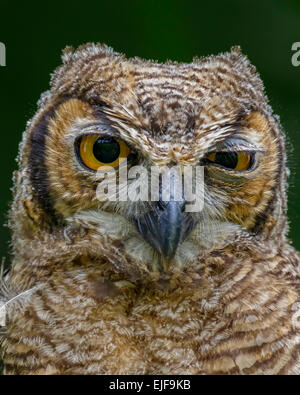 Grand-duc d'Amérique (Bubo virginianus) jeune, jardins botaniques, Georgetown, Guyana Banque D'Images