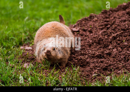 Marmotte des Prairies de creuser. Banque D'Images