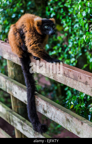 L'équilibrage de lemur brun. Banque D'Images