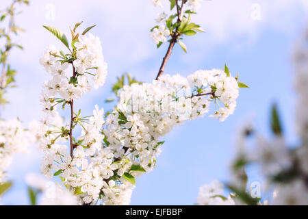 Fleurs des cerisiers en fleurs un jour de printemps. L'usinage transversal Banque D'Images