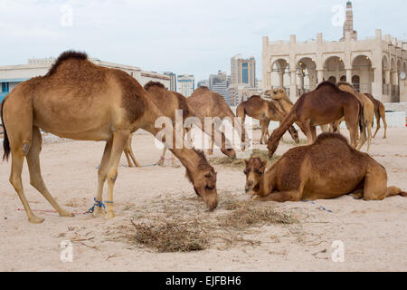 Les chameaux se nourrissant dans un gouvernement en paddock Souq Waqif, Doha, Qatar. Banque D'Images