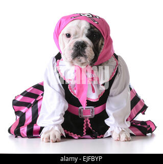 Chien habillé comme un pirate sur fond blanc - femelle bulldog Banque D'Images