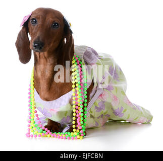 - Chien femelle Teckel miniature portant des vêtements sur fond blanc Banque D'Images