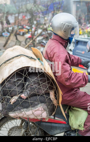 Homme transporter les porcs vietnamiens sur une moto au marché de Sapa, Vietnam. Banque D'Images