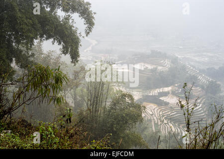 Terrasses de riz en un jour brumeux en dehors de Sapa dans la province de Lao Cai du Vietnam. Banque D'Images