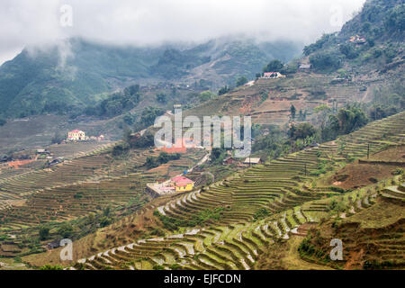 Terrasses de riz en un jour brumeux en dehors de Sapa dans la province de Lao Cai du Vietnam. Banque D'Images