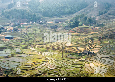 Terrasses de riz en un jour brumeux en dehors de Sapa dans la province de Lao Cai du Vietnam. Banque D'Images