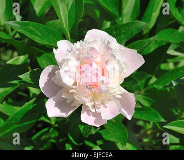 Fleur de pivoine rose tendre sur fond de couleur vert feuilles Banque D'Images