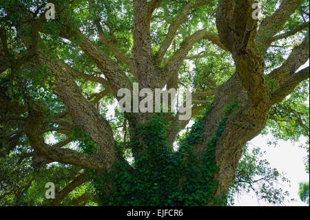 Tronc et branches de chêne-liège, Quercus suber, un arbre à feuilles persistantes en Angleterre, Royaume-Uni Banque D'Images