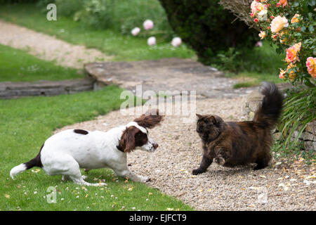 La confrontation entre une lutte ludique Springer Spaniel chien et un méfier peur chat dans un jardin en Angleterre Banque D'Images